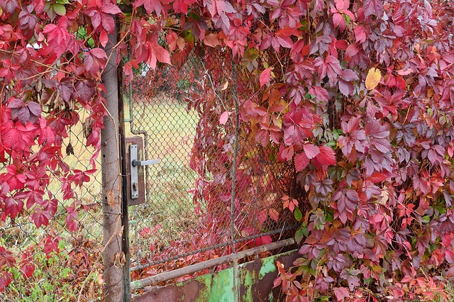 zarostlý plot