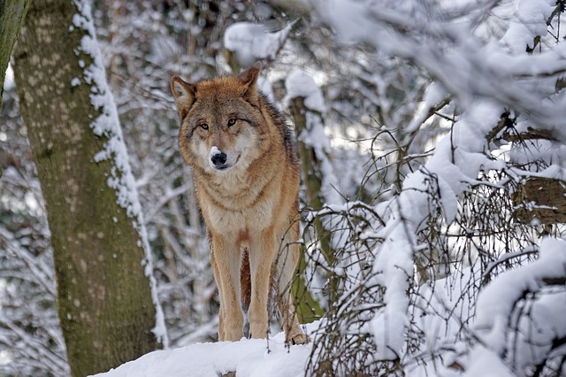 vlk v zimě